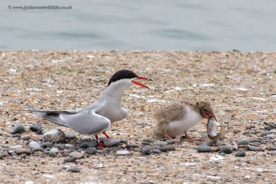Common Tern