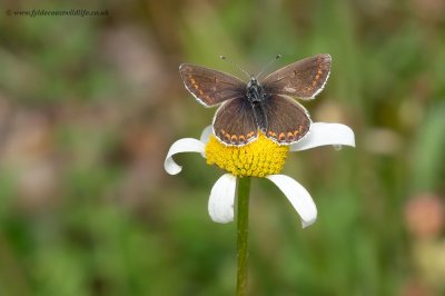 Northern Brown Argus