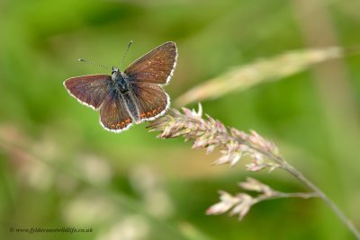 Northern Brown Argus