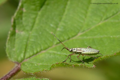 Meadow Plant Bug (female)