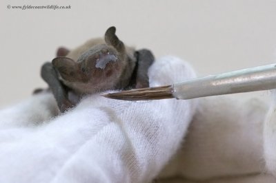 Common Pipistrelle bat