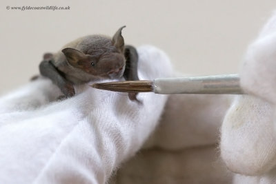 Common Pipistrelle bat