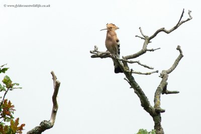 Hoopoe