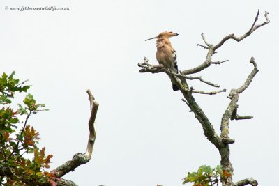 Hoopoe