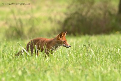 Red Fox