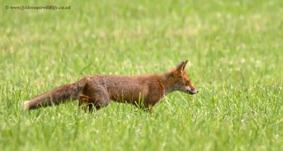 Red Fox