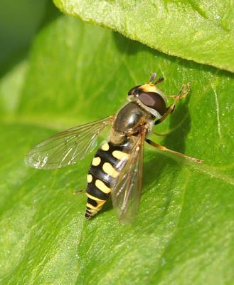 Hoverfly - Eupeodes luniger