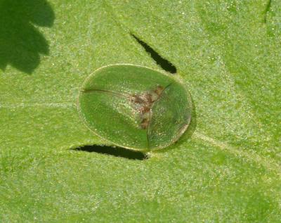 Green Tortoise Beetle