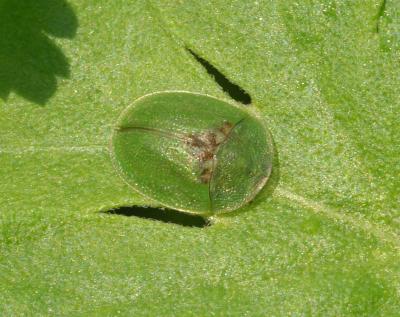 Green Tortoise Beetle