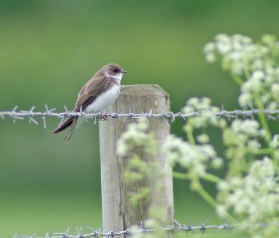 Sand martin