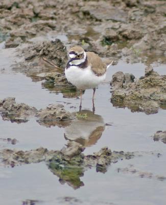 Little Ringed Plover