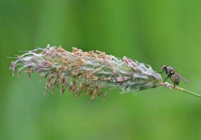 House Fly