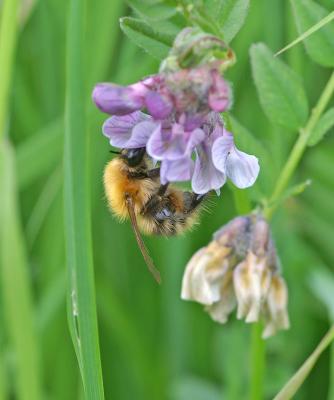 g4/38/635138/3/60967036.riverbrock_bee_2705a.jpg