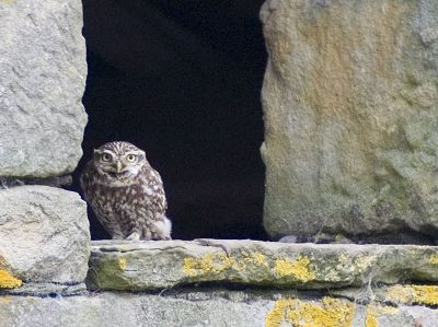 Little Owl