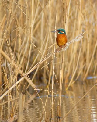 Common Kingfisher