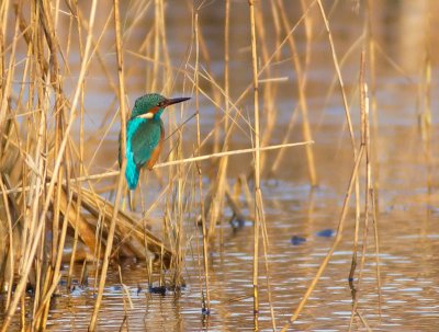 Common Kingfisher