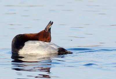 Pochard