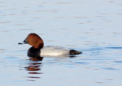 Pochard