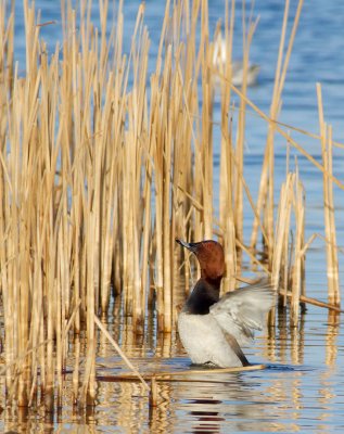 Pochard