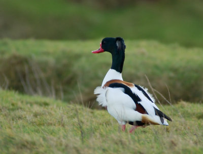 Shelduck