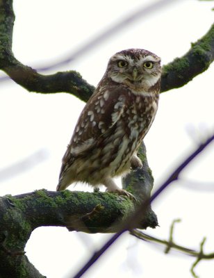 Little Owl