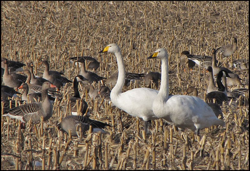 Whooper Swans, Greylag and Canada Geese.jpg