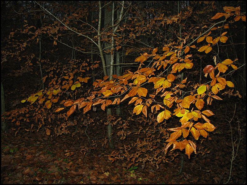 Autumn forest.jpg