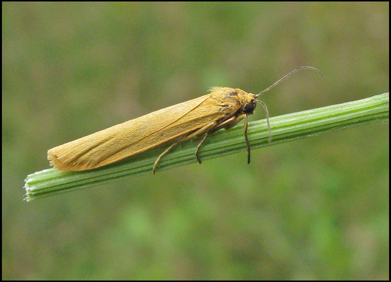 Ockragul lavspinnare - Eilema lutarellum.jpg