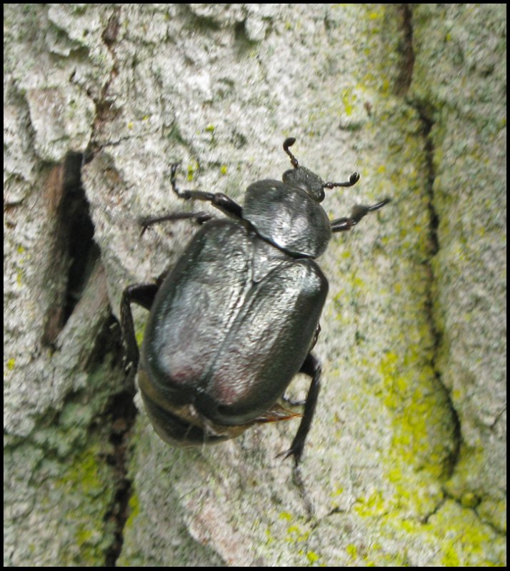 Polyphaga - Alltarbaggar