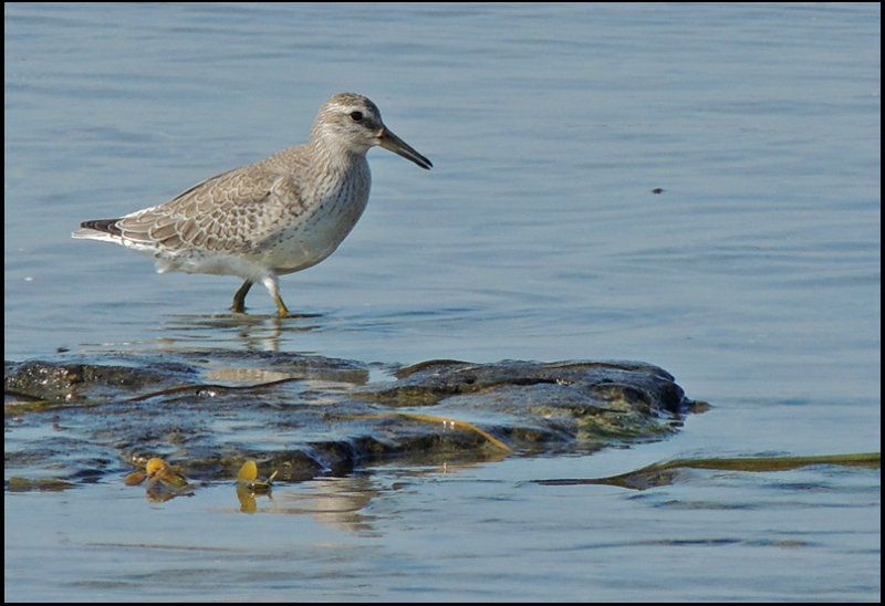 Ruff, juvenile - Calidris pugnax - Brushane.jpg
