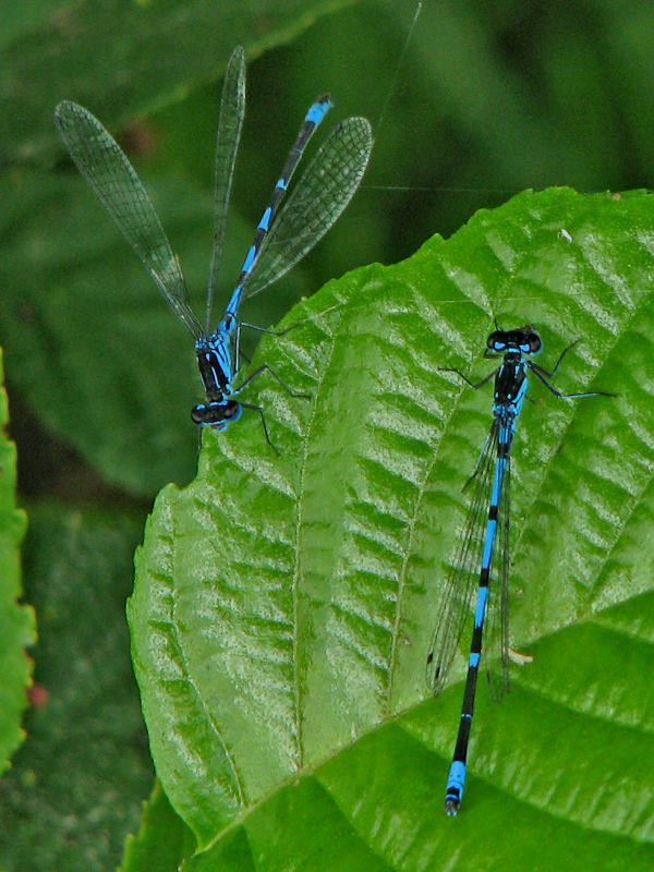 Coenagrion  pulchellum - Mrk Lyrflickslnda.jpg