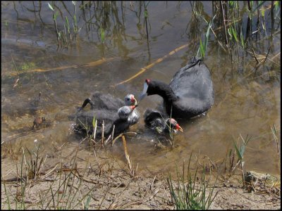 Crested Coot  or Red-knobbed Coot -  Kamsothna.jpg