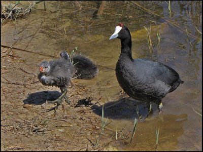 Crested Coot  or Red-knobbed Coot -  Kamsothna.jpg