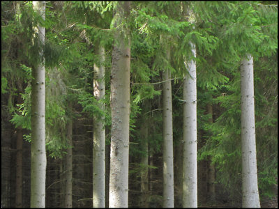 Spruce.jpg