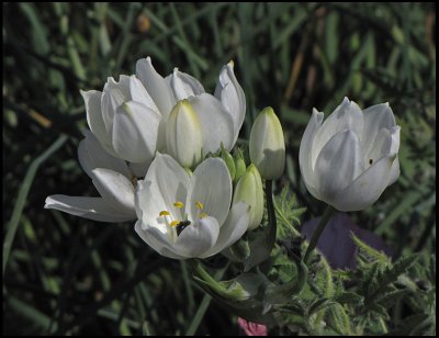 Ornithogalum arabicum - Black Pearl Lily .jpg