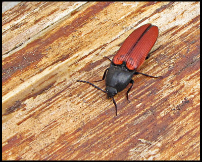 Ampedus sanguineus  - Blodrd knppare.jpg