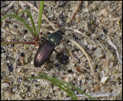 Selatosomus aeneus .jpg