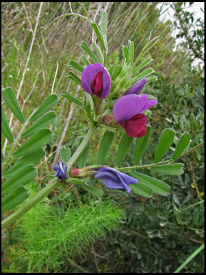 Vicia sativa.jpg