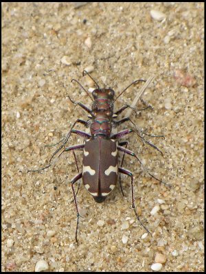 Cicindela hybrida - Brun sandjgare .jpg  