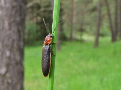 Denticollis linearis - Toothed Click Beetle.jpg
