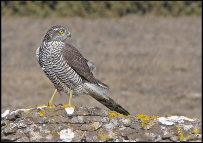 Sparrowhawk - Accipiter nisus - Sparvhk 2.jpg