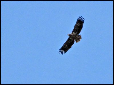 White-tailed Eagles - Haliaeetus albicilla - Havsrn.jpg