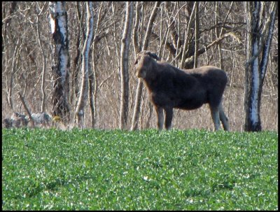 Elk calf - lgkalv .jpg