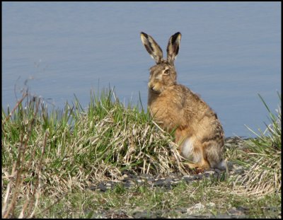 Brown Hare - Lepus europaeus - Flthare.jpg