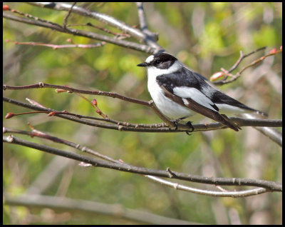 Collared Flycatcher - Halsbandsflugsnappare.jpg