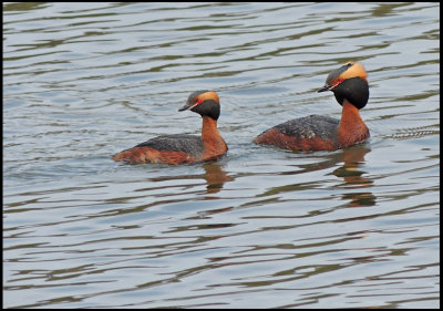 Grebes