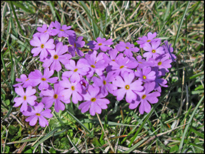 Majviva - Birds eye Primrose - Primula farinosa.jpeg