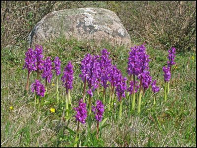 Early Purple Orchid - Orchis Macula - St. Pers nycklar.jpg