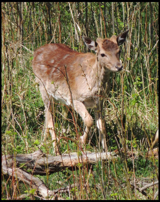 Fallow Deer - Dovhjort.jpg