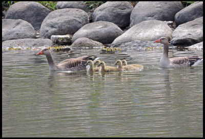 Greylag with Goslings - Grgs.jpg